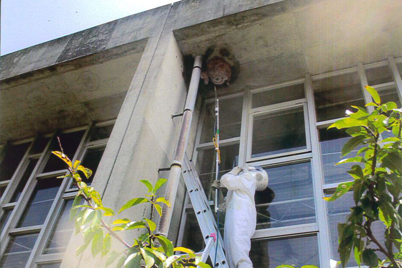 巣を見つけたら、触らずにヤマト消毒にお任せ下さい。