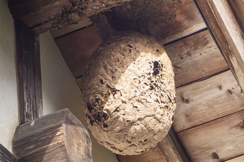スズメバチの巣の見分け方